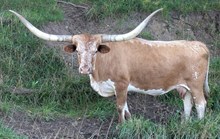 HR CASINO BELLE (BUTLER COW)