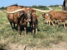 DSF Matadors Cinnamon