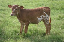 RJF SHOW STOPPER BULL CALF