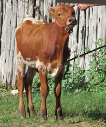 Partly Cloudy 2018 calf