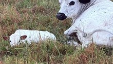 Eight all 2026 Bull Calf