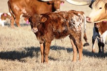 2017 Chairman's Mistress Bull