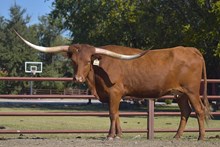 HR CHAMOIS