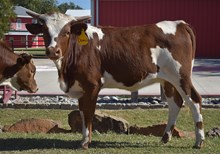 #2509 HR Chamois x Rebel HR (h)