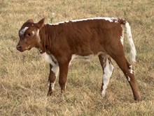 Charros Heifer