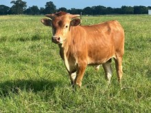 Texas Cowboy BCR 602