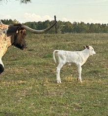 BCC HEIFER CALF