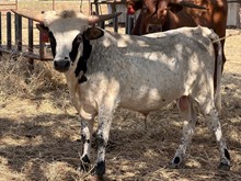 Cherry Bull Calf