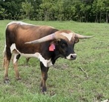 Cherry Bull