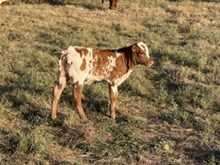 Cherry Heifer Calf