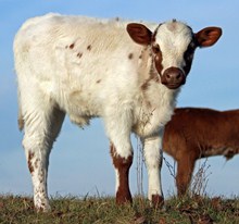 Cheyenne's Continuance Bull