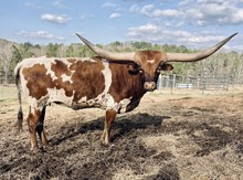M.C. Cheyenne