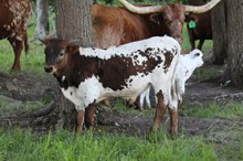 Miss Cranberry x Cool Hand Luke (B)