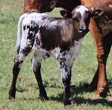 Cimarron 2026 Bull Calf