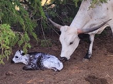 Cinnabun 2026 Heifer