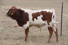 Classy Girl bull calf