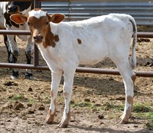 CND X Clear Plan heifer 1011