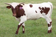 SHR Cocoa's Dream Sickle