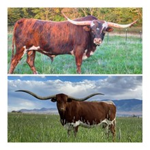 Frozen Embryo 09 - Heifer Sexed