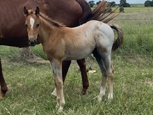 COLT 1
