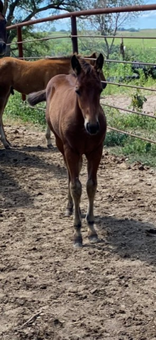 Colt 1