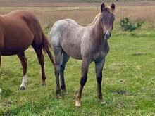 Colt 2