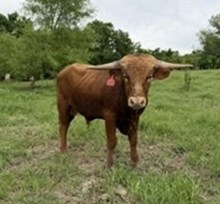 Conchita Bull