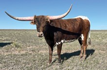 COUNTRY CONTESSA LV