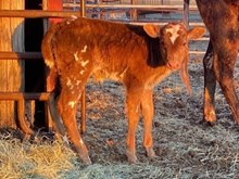 Royal T x Contessa heifer