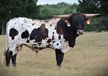 RB Cowboy's Jubilee