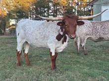 BCC Cowboys Asset