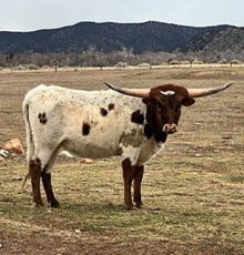 WCC Tuff Cowgirl