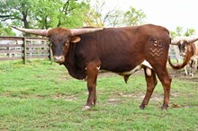 COYOTE BCR