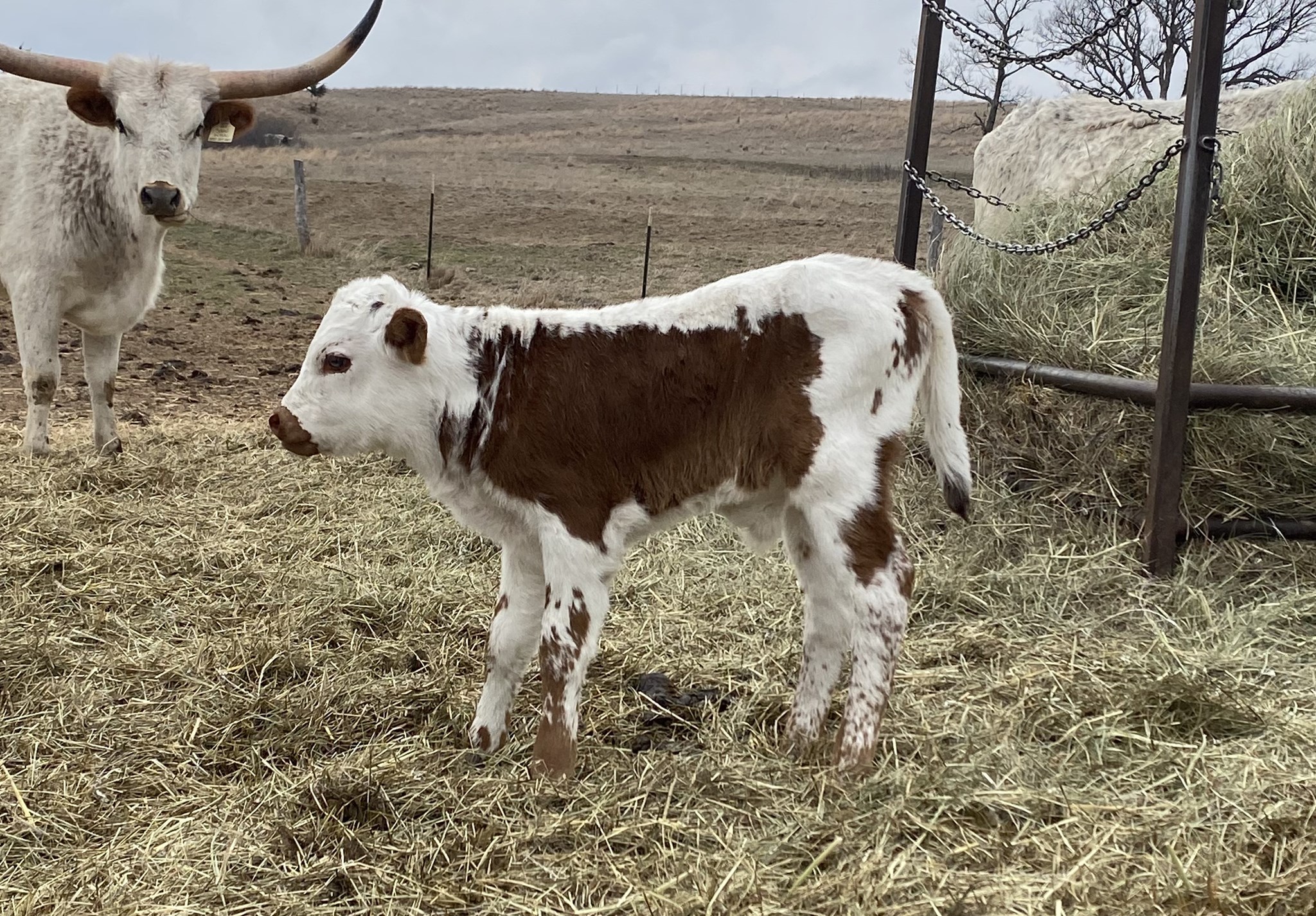 JBR CROSSFIRE X TCR SNOW WHITE TAG 403