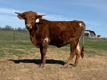 Crowns Daisy Duke