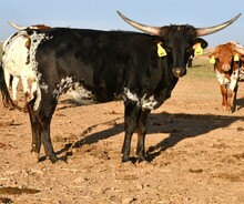 Dark Kat-999