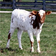 Lazy J's Diamond Heifer