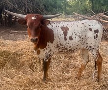 TROD RANCHER'S DAUGHTER