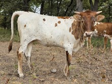 Ranch Diva DSM