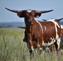ALLENS DIXIE CHICK X WARRIOR HR (H)