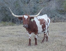 AMR DIXIE PRINCESS 259/8