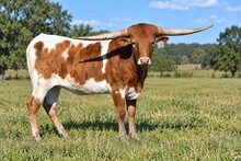 IRONMAN'S Pacific Reba
