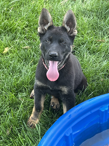 Sweety Pup 2