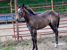 PAPALENAS BAY MAMBA X SMART LITTLE GEMBO