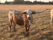 WL CHARRO'S DREAM GIRL