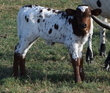 Color Girl 26 Bull
