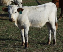 Tiffany 26 Bull