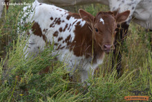 BAM X LINDA'S HEIFER
