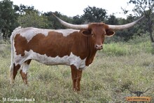 SEL Coca-Cola COWGIRL