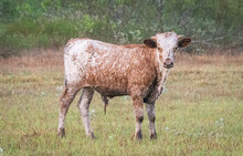 Sweet Kitty BCB x KDK Thor bull